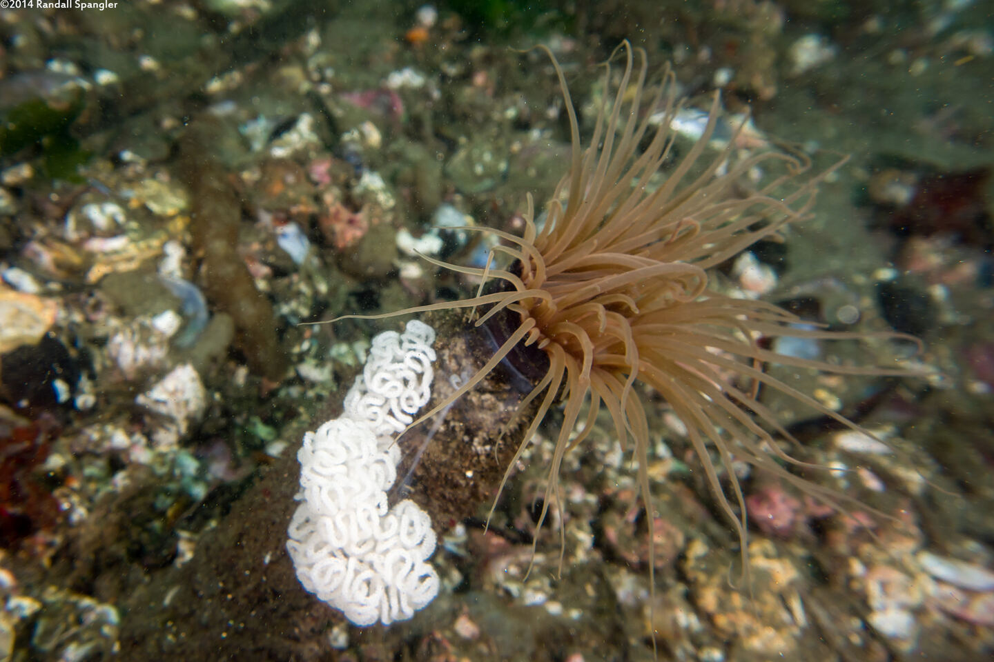 Dendronotus iris (Rainbow Dendronotus)