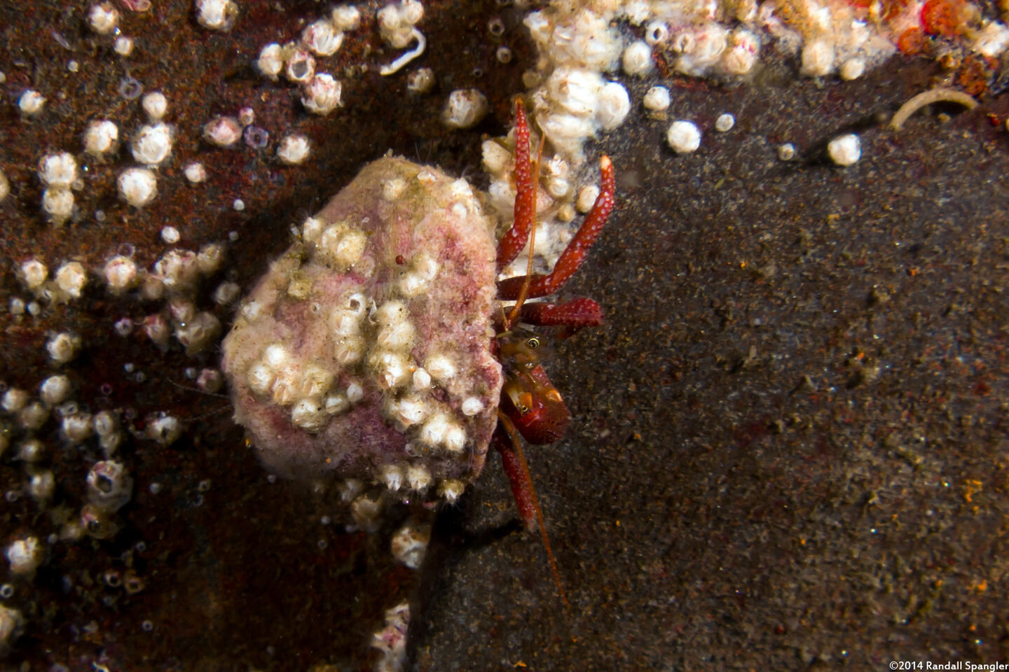 Pagurus hemphilli (Maroon Hermit Crab)