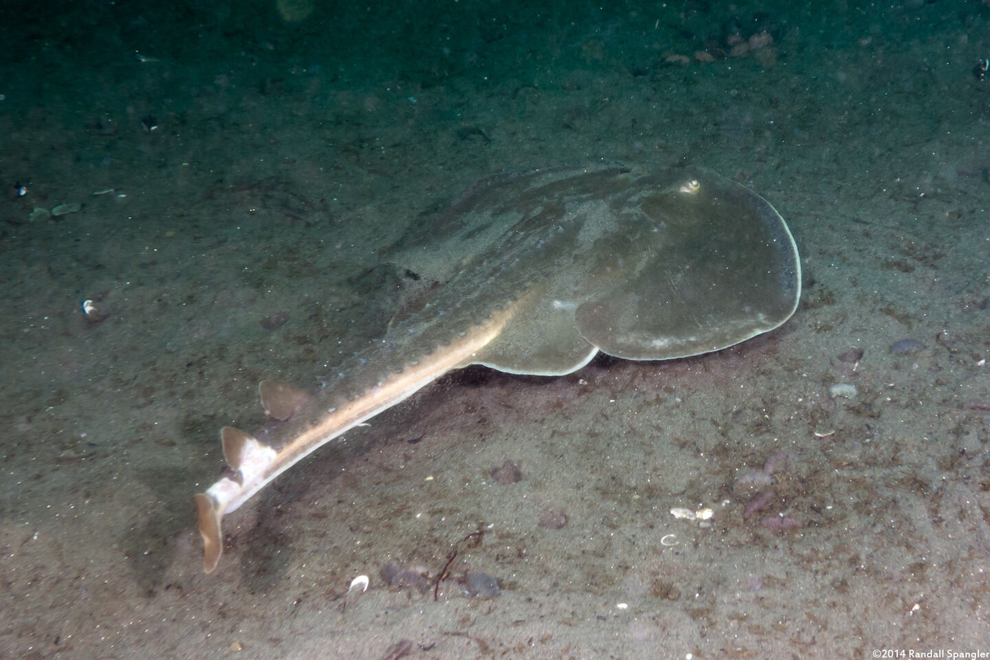 Platyrhinoidis triseriata (Thornback)