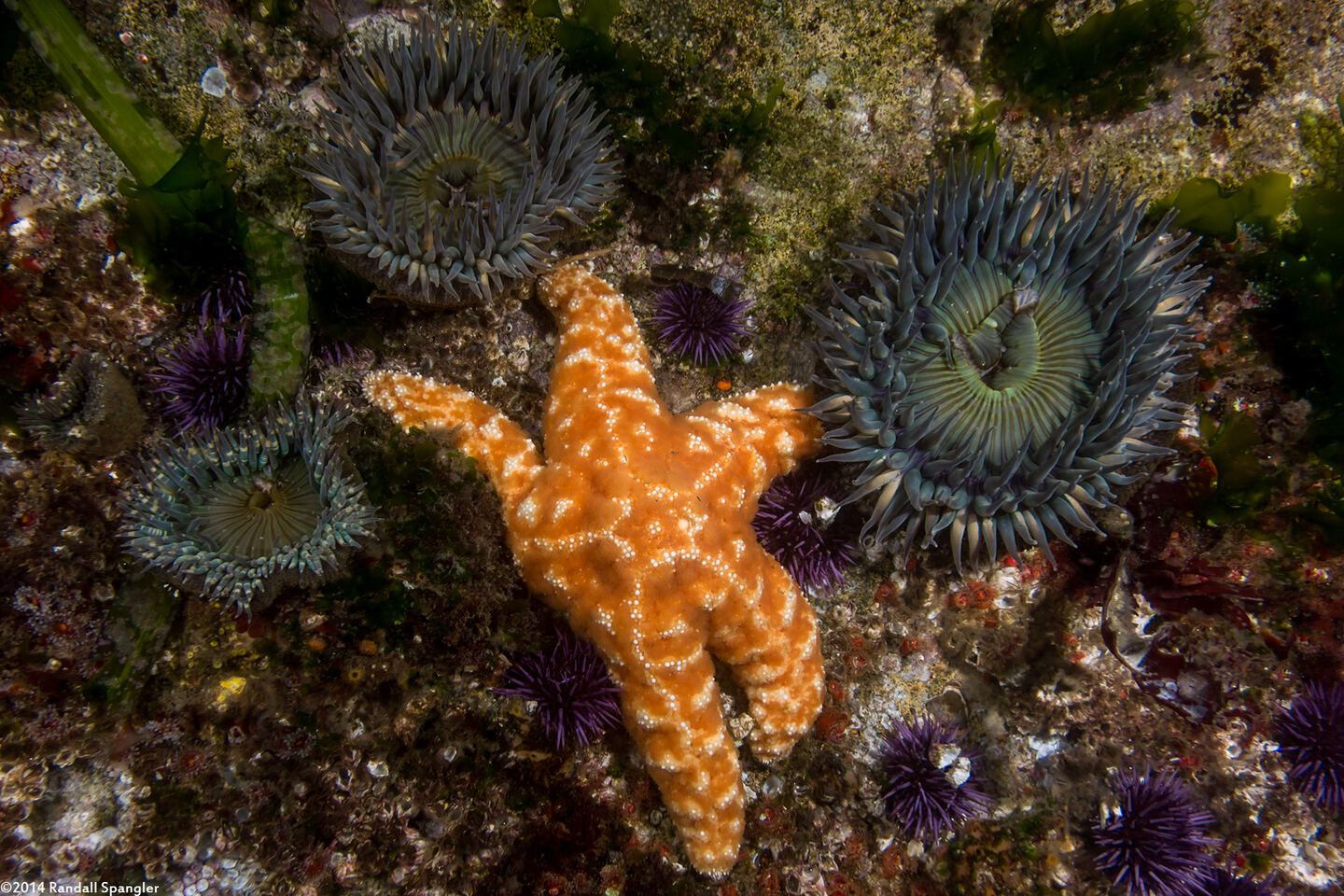 Pisaster ochraceus (Ochre Star)
