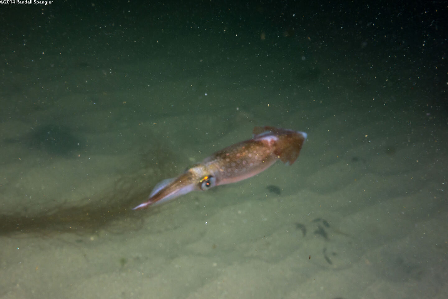 Doryteuthis opalescens (Market Squid)