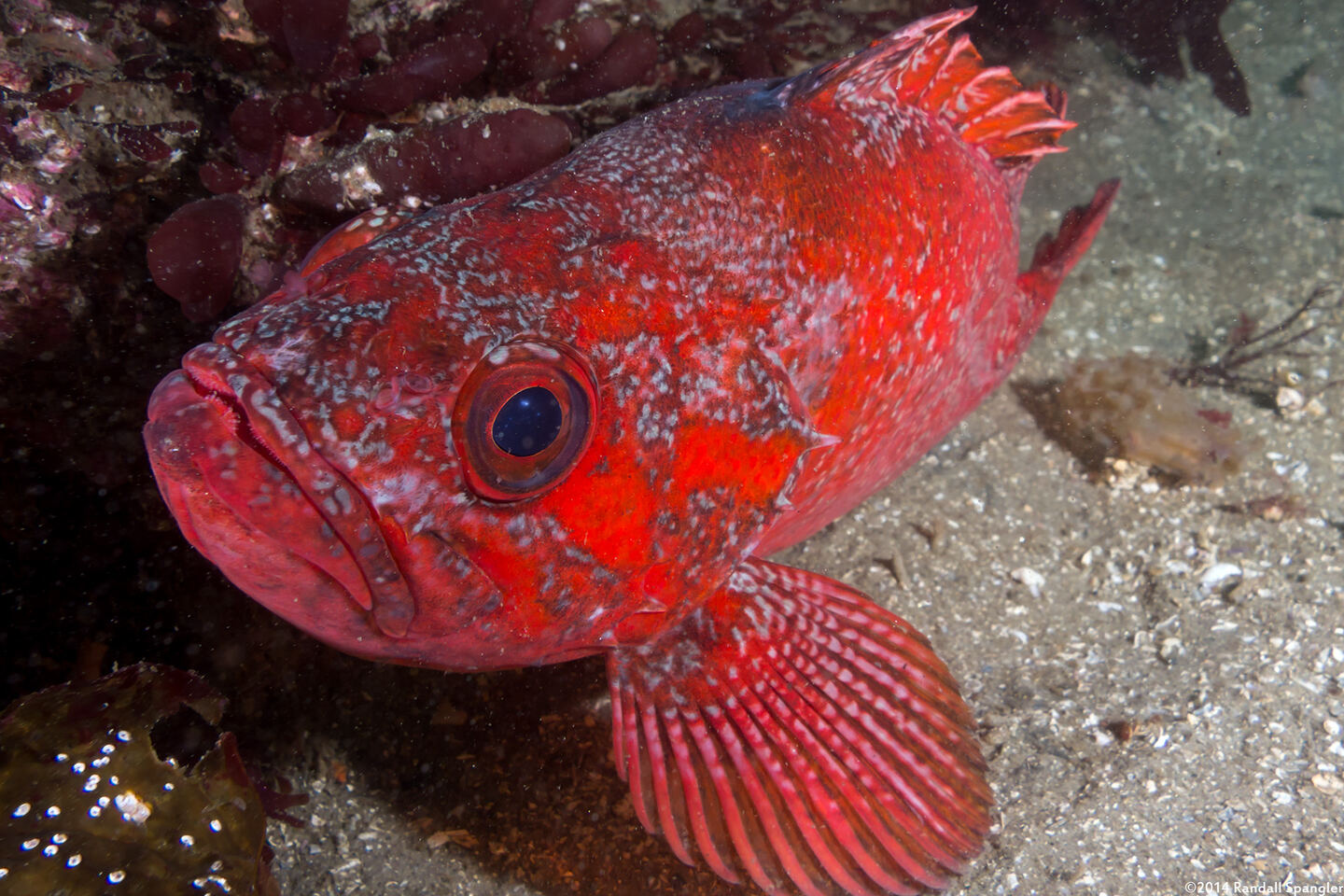 Sebastes miniatus (Vermilion Rockfish)