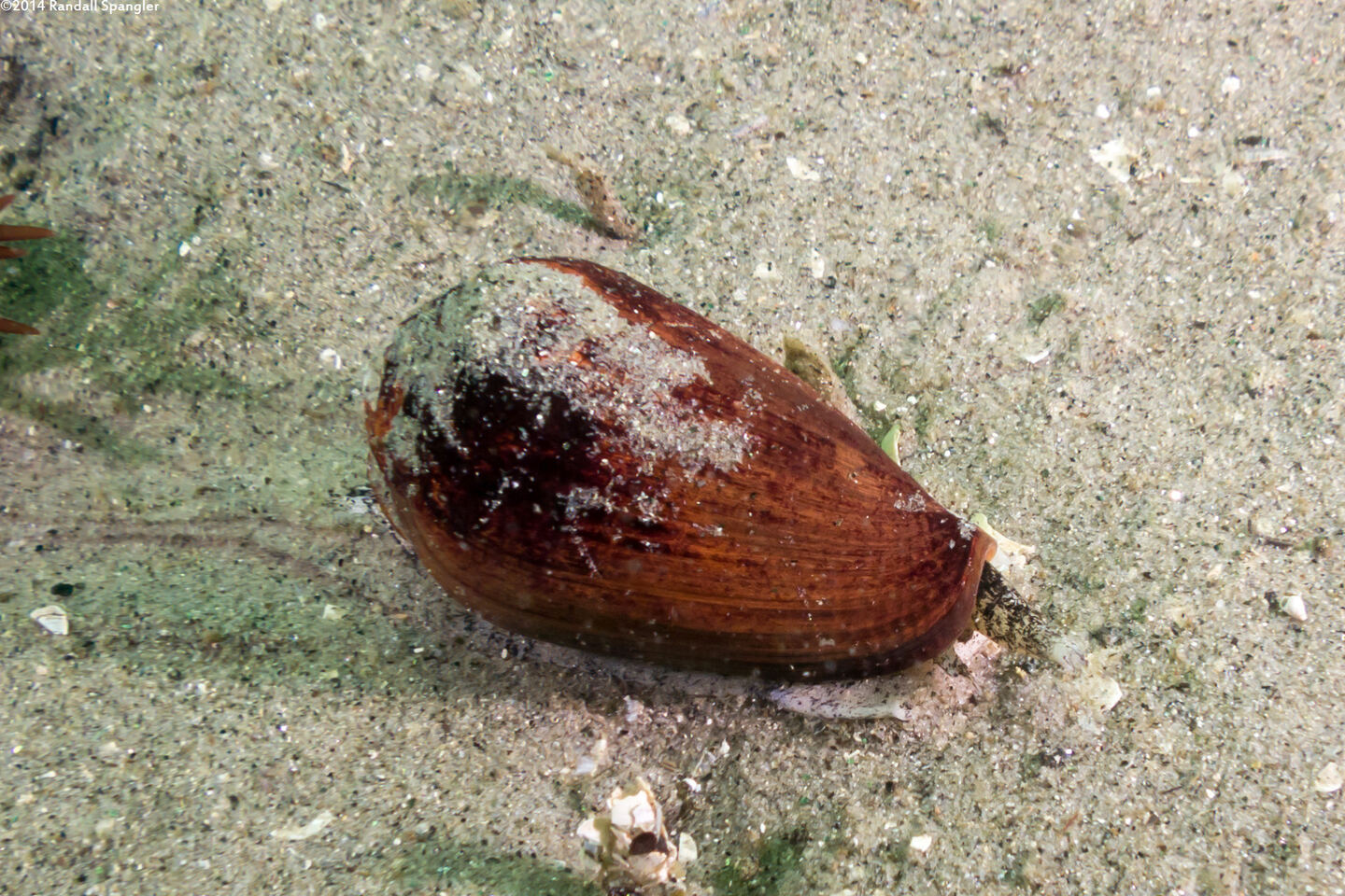 Californiconus californicus (California Cone Snail)