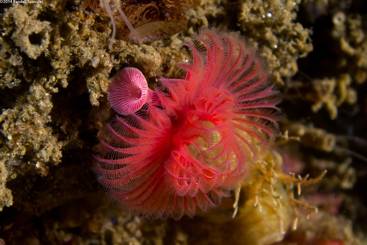 Serpula columbiana (Serpulid Worm)