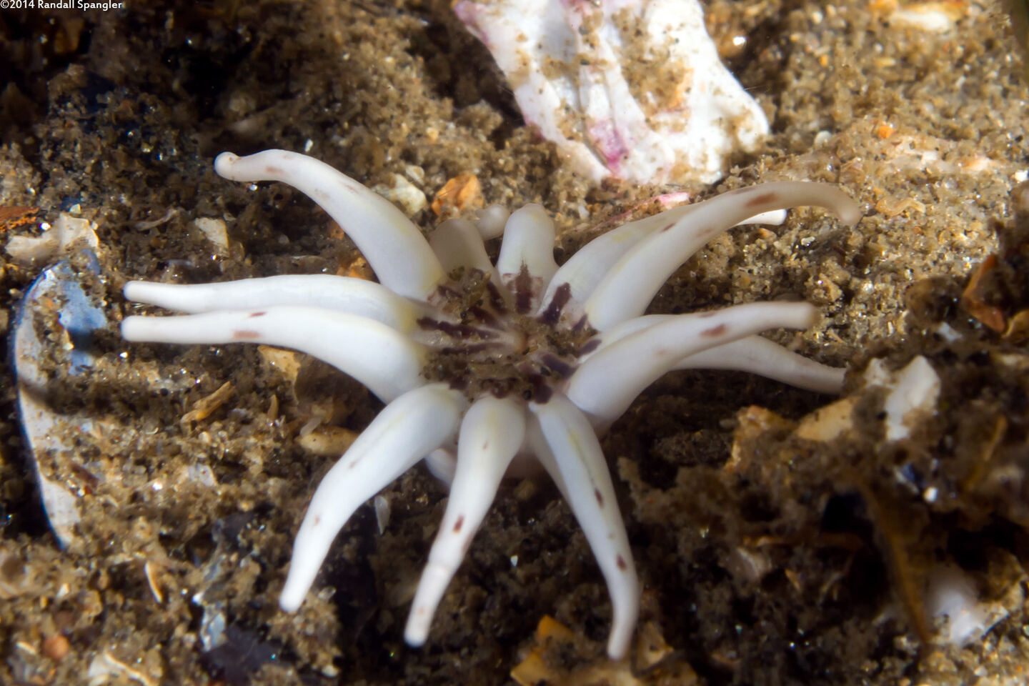 Halcampa crypta (Cryptic Burrowing Anemone)