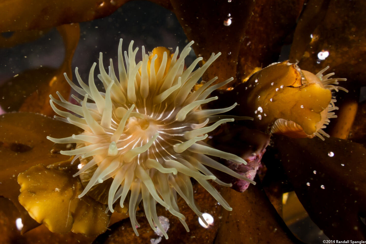 Epiactis prolifera (Proliferating Anemone)