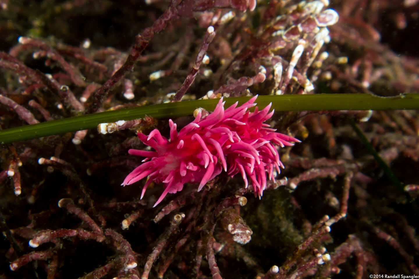 Okenia rosacea (Hopkins' Rose Nudibranch)