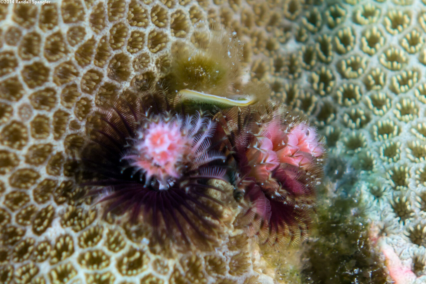 Spirobranchus sp.1 (Christmas Tree Worm)