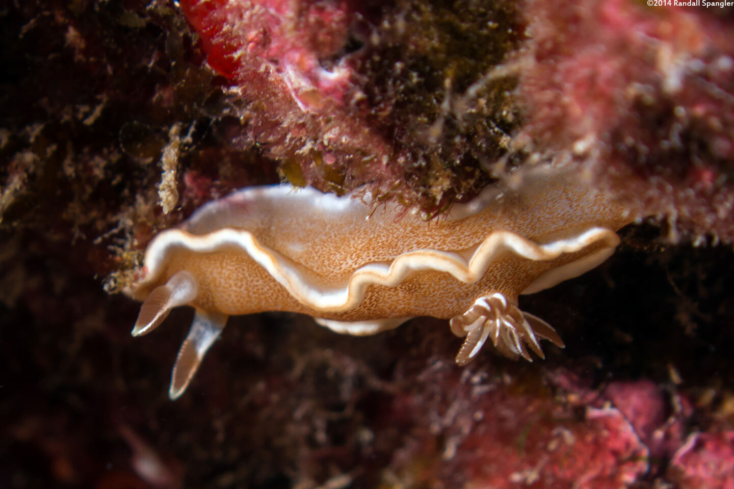 Glossodoris rufomarginata (White-Margin Nudibranch)