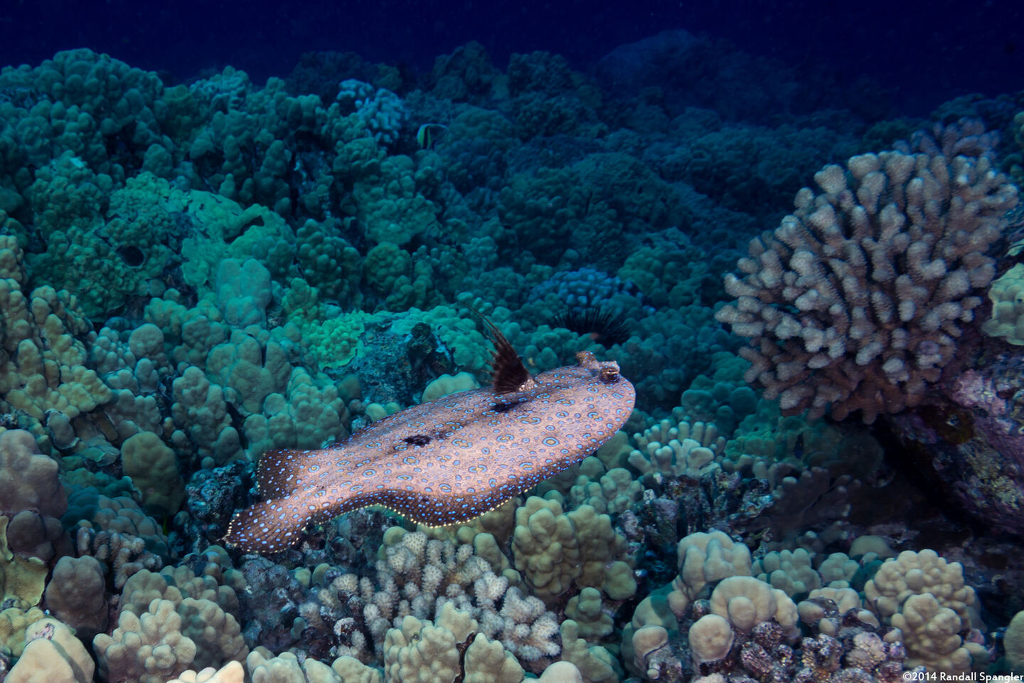 Bothus mancus (Flowery Flounder)