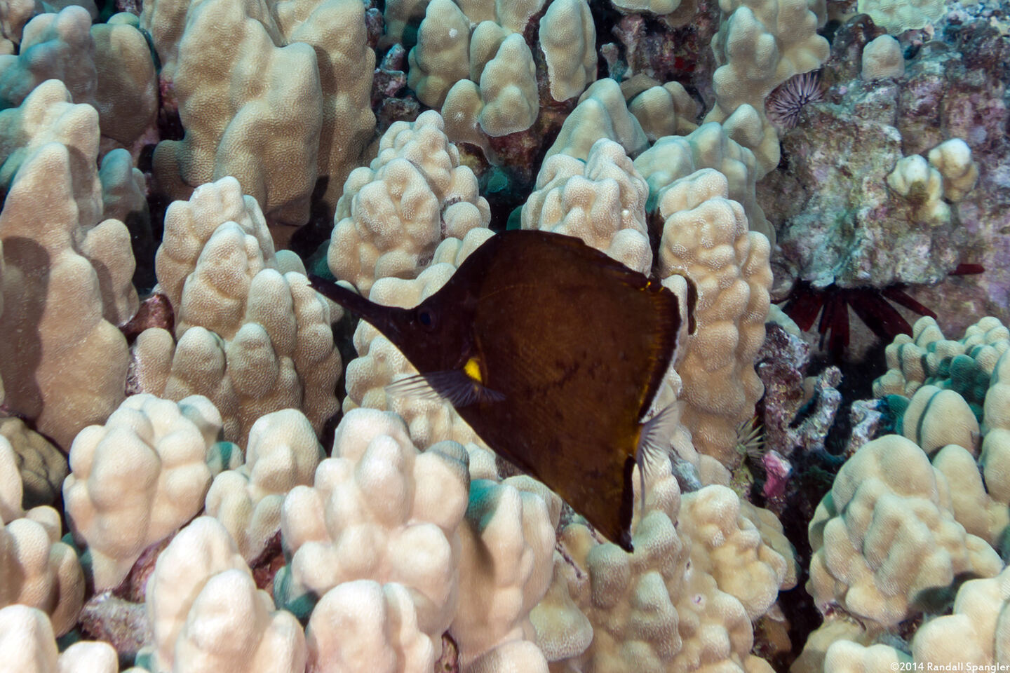 Forcipiger longirostris (Big Longnose Butterflyfish)
