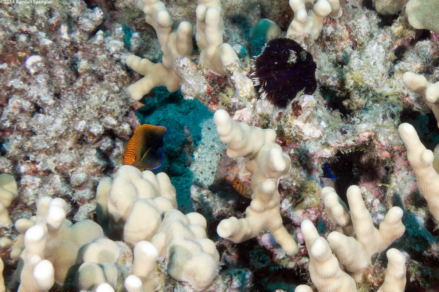 Centropyge potteri (Potter's Angelfish)
