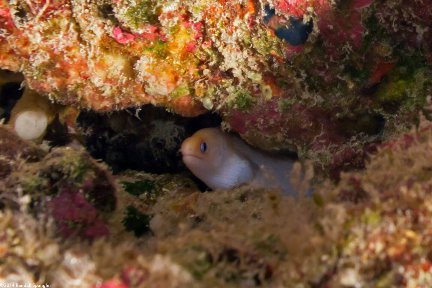 Gymnothorax melatremus (Dwarf Moray)