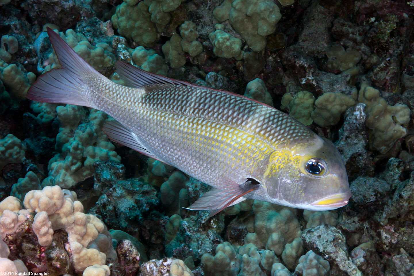 Monotaxis grandoculis (Humpnose Bigeye Bream)