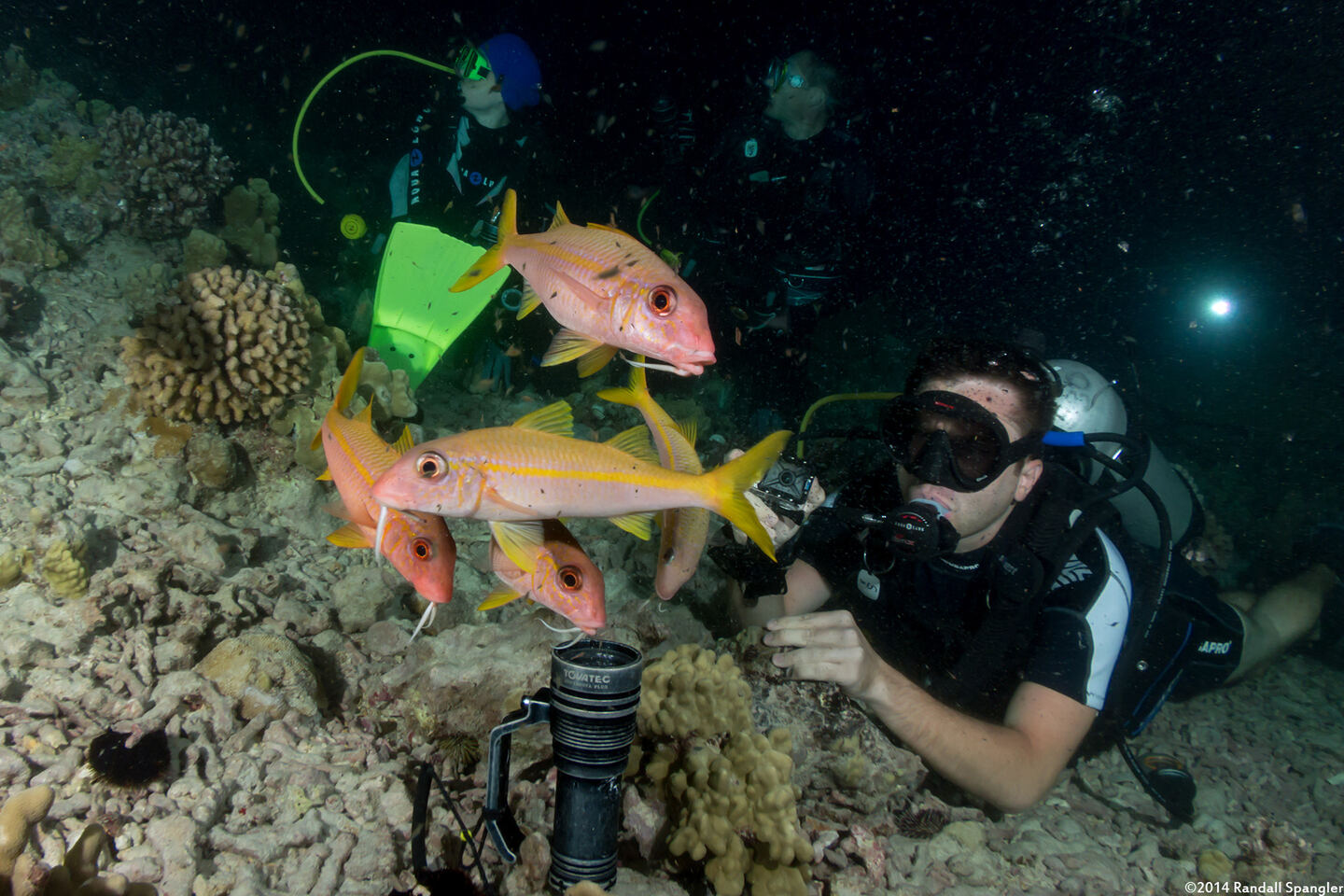 Mulloidichthys vanicolensis (Yellowfin Goatfish); At the manta ray dive