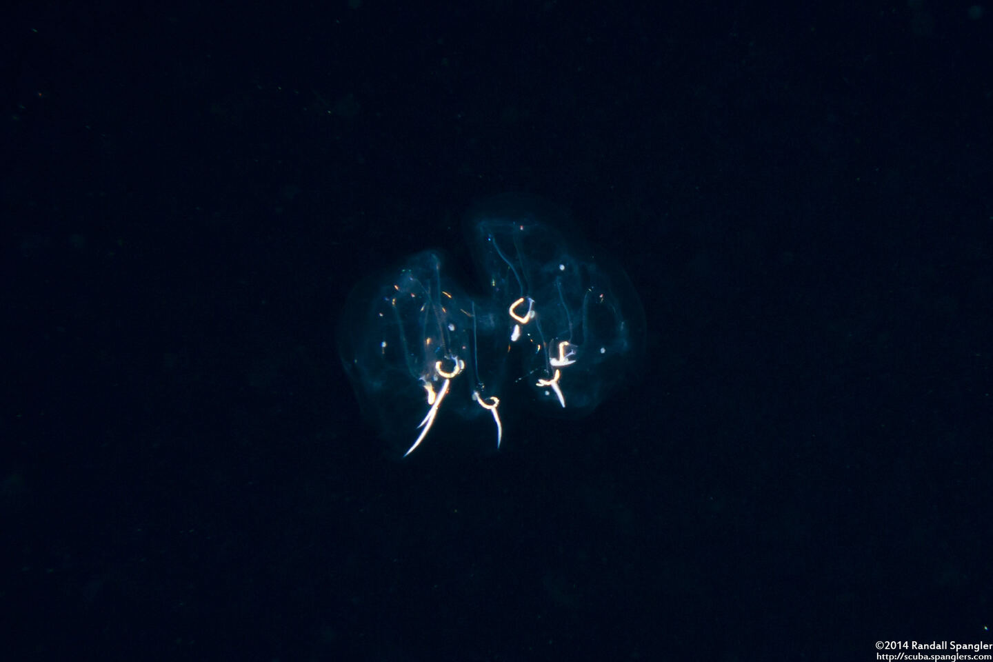 Cyclosalpa bakeri (Cyclosalpa Bakeri)