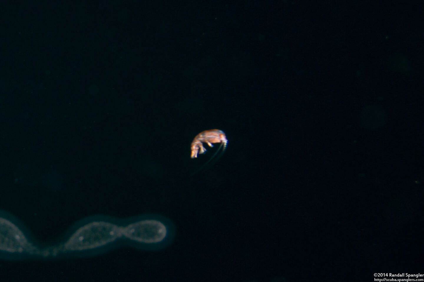 Rhabdosoma sp.1 (Hyperiid Amphipod)