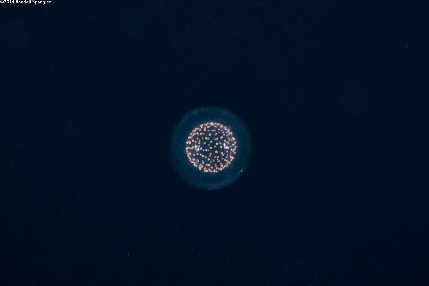 Collozoum sp.1 (Collozoum sp.1)