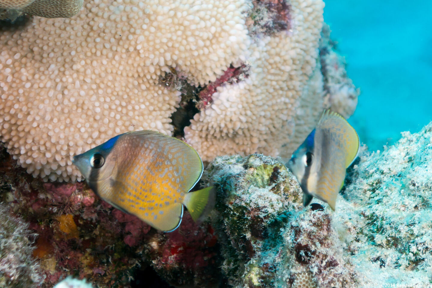 Chaetodon kleinii (Blacklip Butterflyfish)