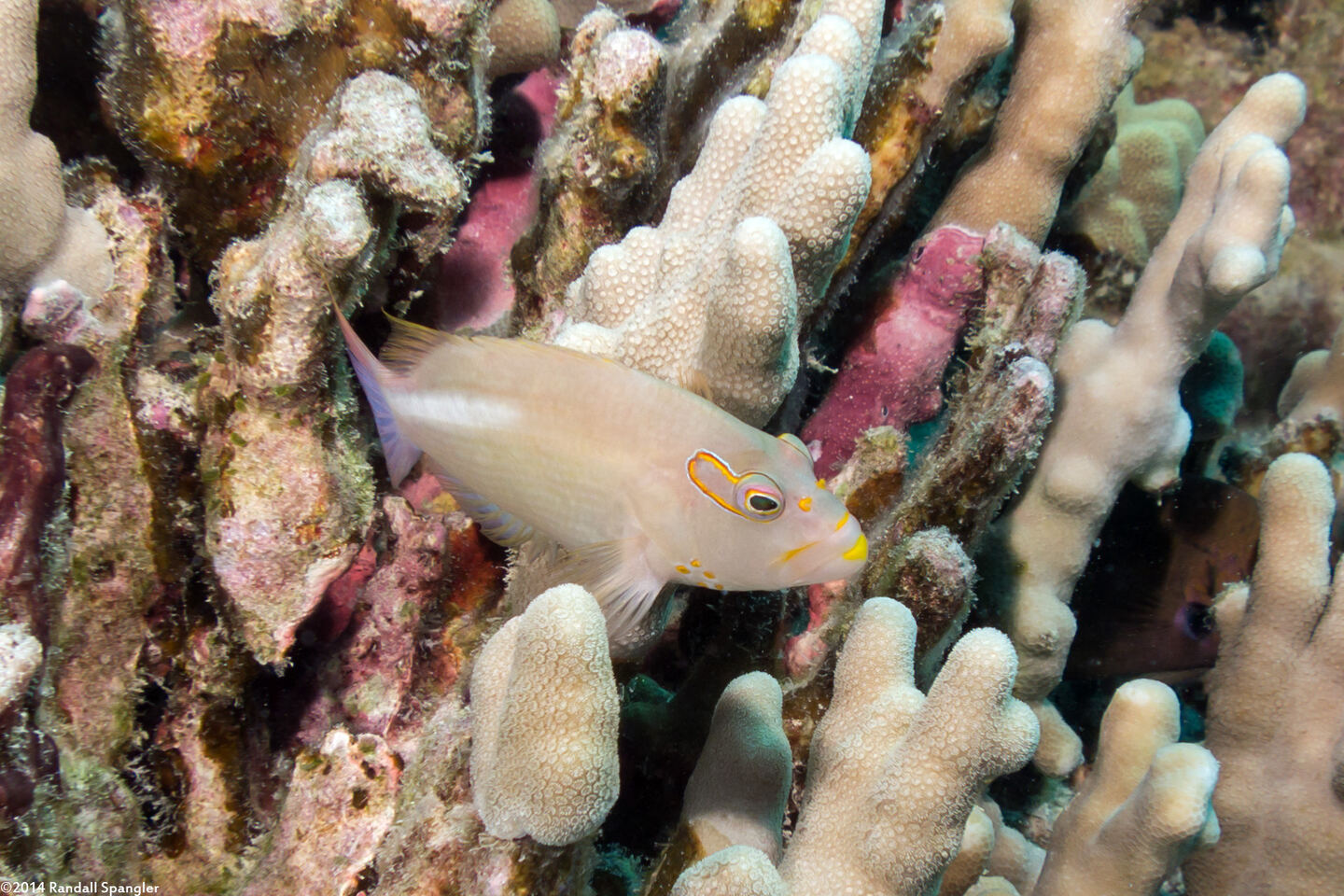 Paracirrhites arcatus (Arc-Eye Hawkfish)