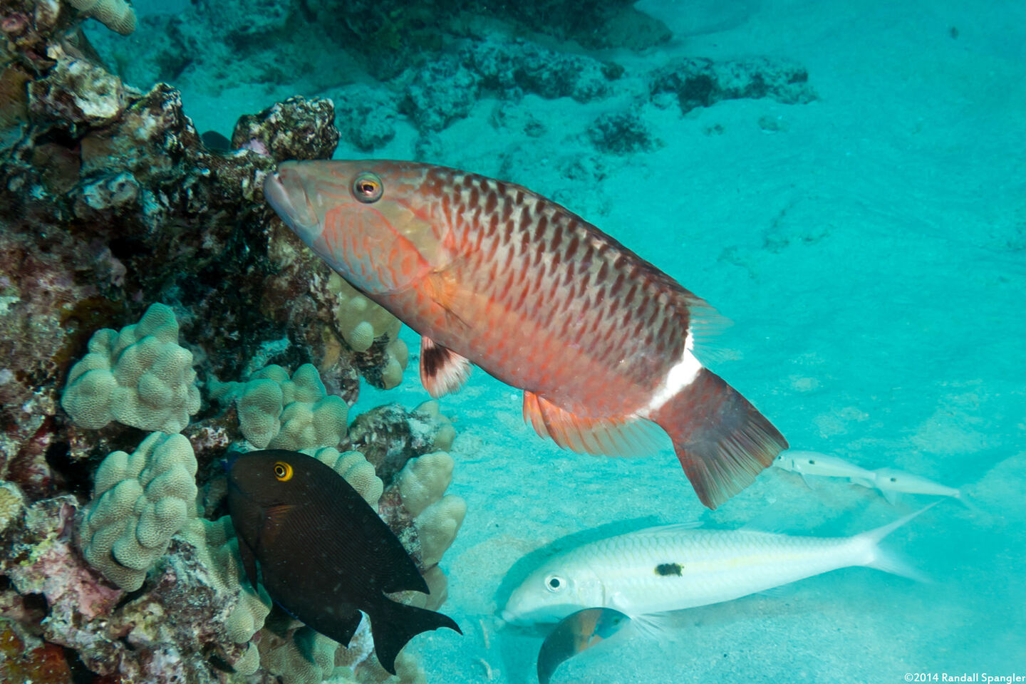 Oxycheilinus unifasciatus (Ringtail Wrasse)