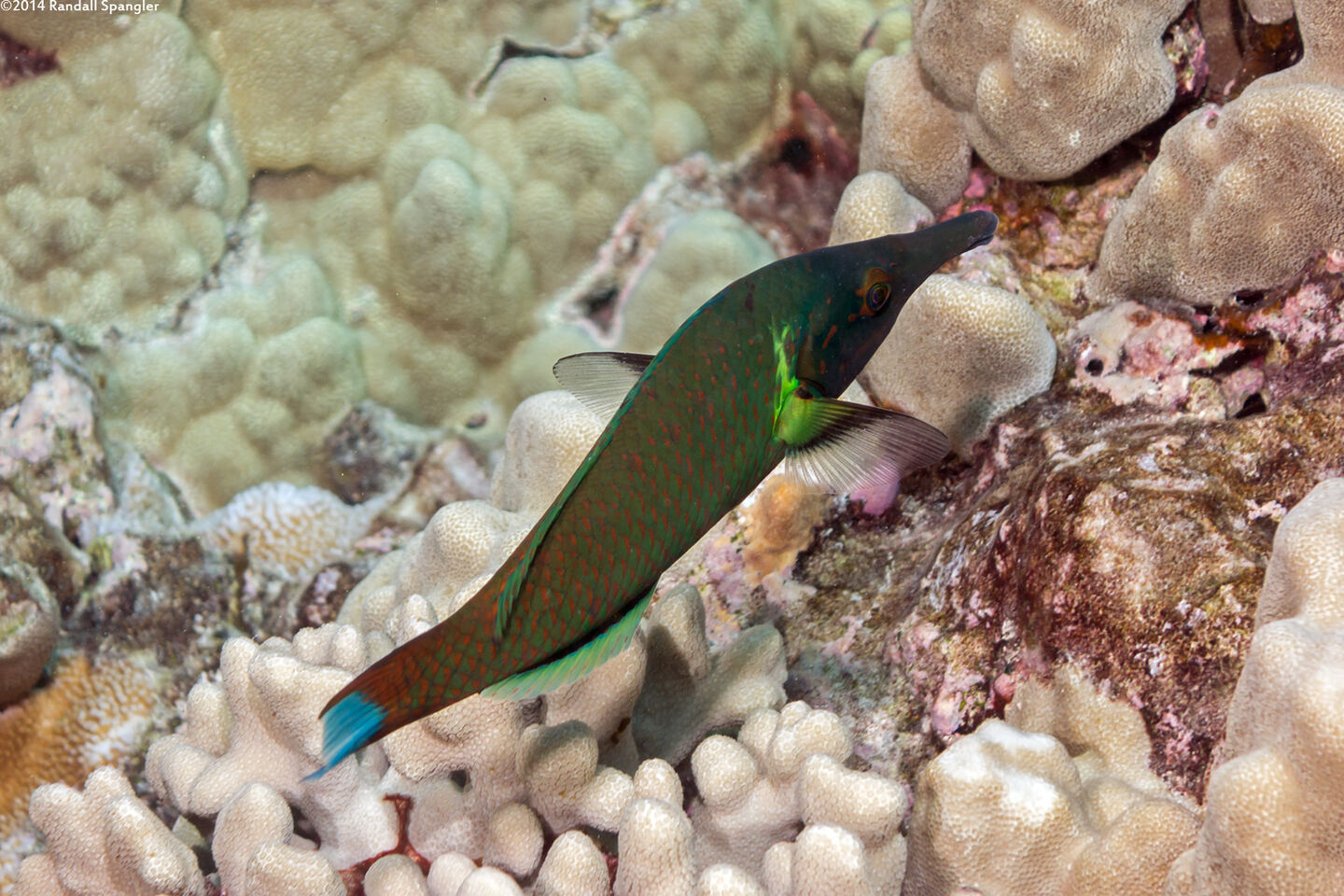 Gomphosus varius (Bird Wrasse)