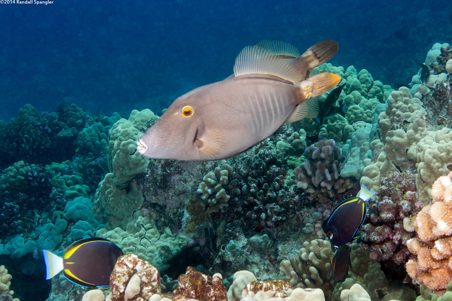 Cantherhines dumerilii (Barred Filefish)