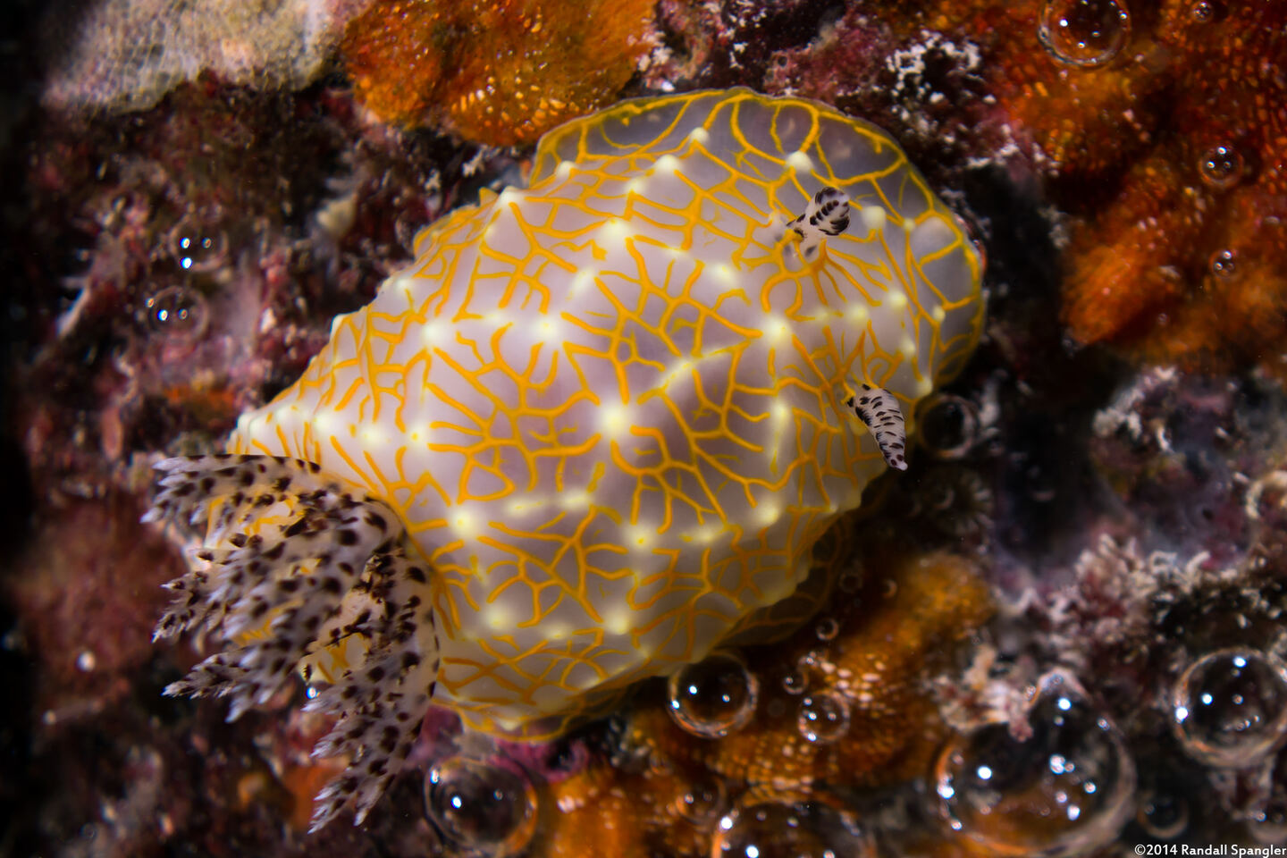 Halgerda terramtuentis (Gold Lace Nudibranch)