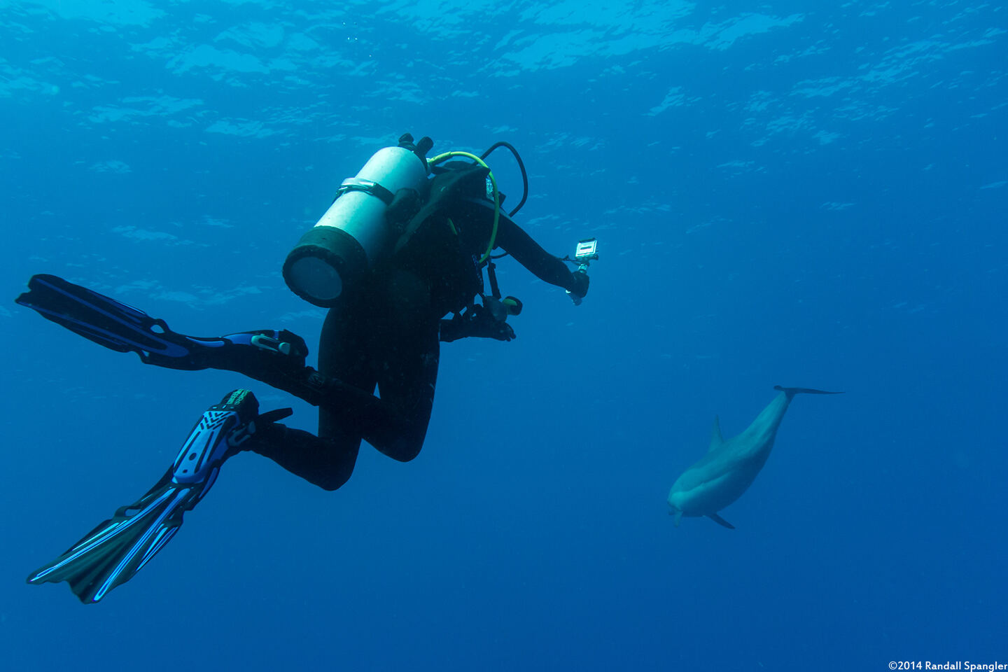 Stenella longirostris (Spinner Dolphin)