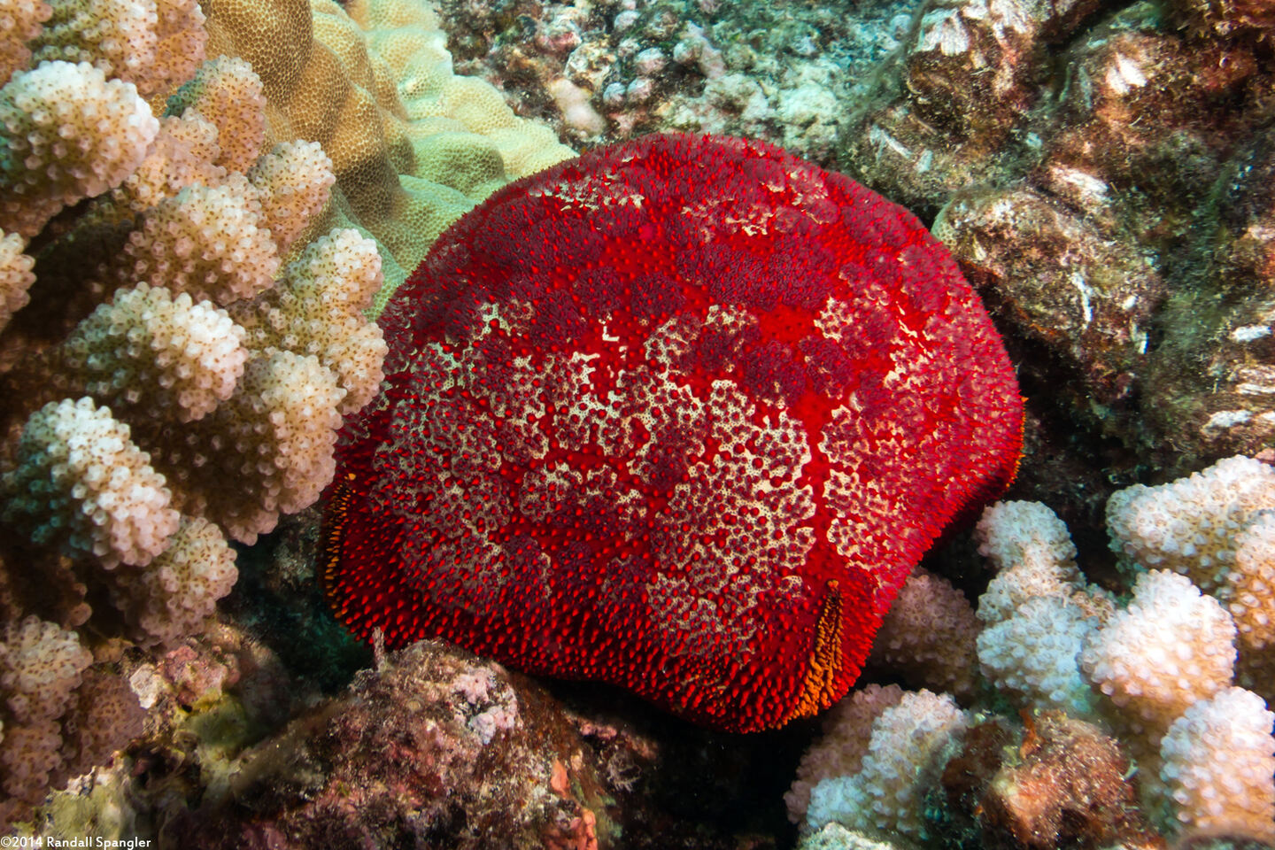 Culcita novaeguineae (Cushion Star)
