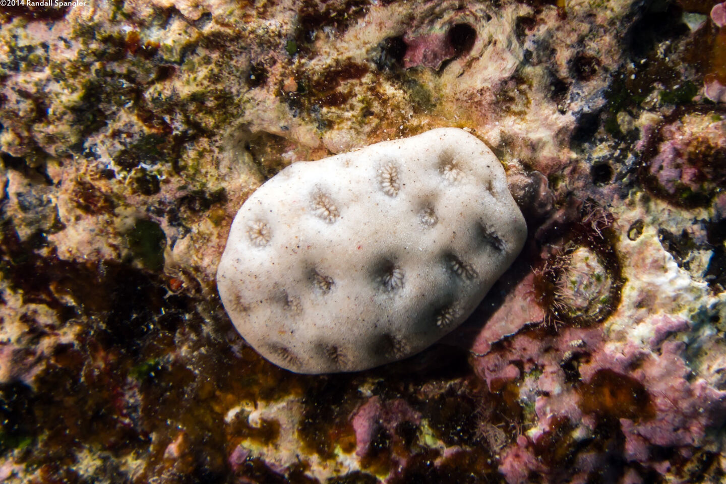 Palythoa caesia (Blue-Gray Zoanthid)