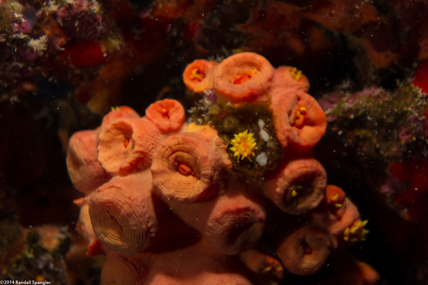 Tubastraea coccinea (Orange Cup Coral)