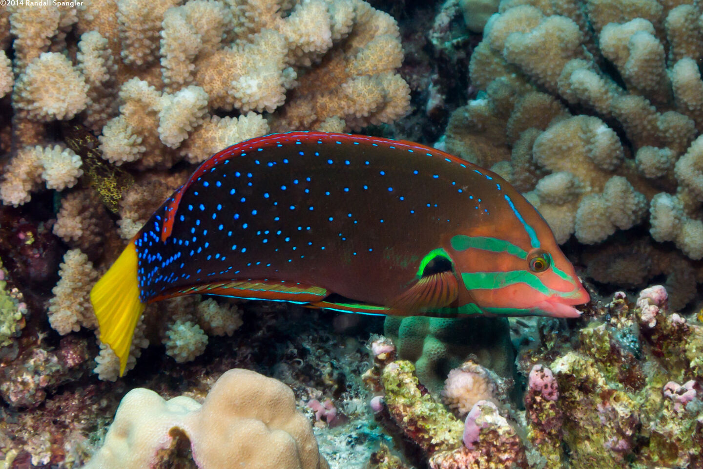 Coris gaimard (Yellowtail Coris)