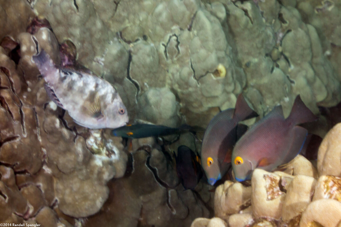 Calotomus carolinus (Stareye Parrotfish)