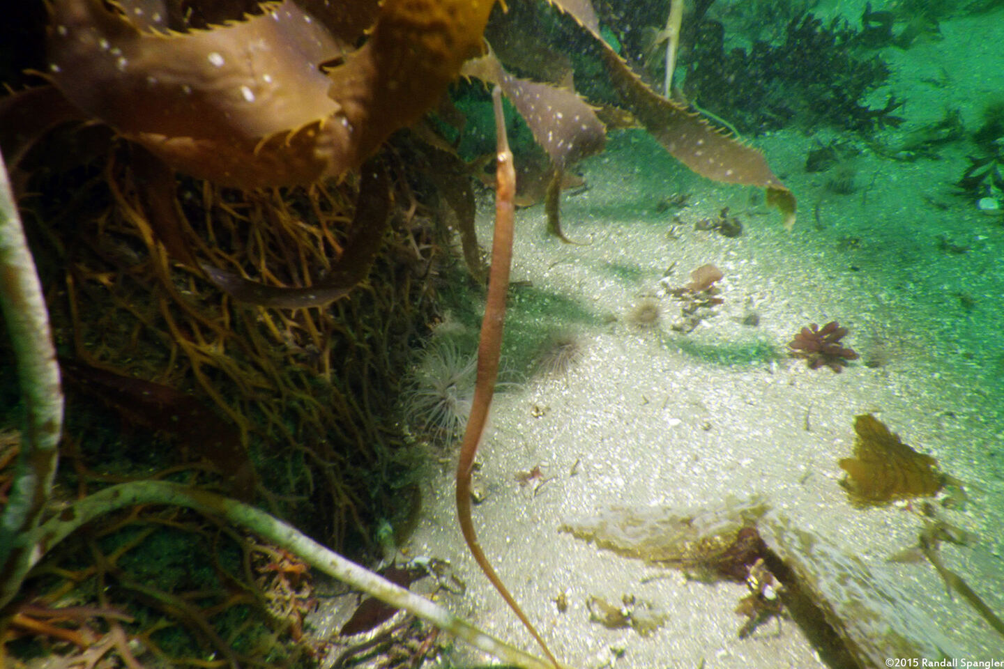 Syngnathus leptorhynchus (Bay Pipefish)