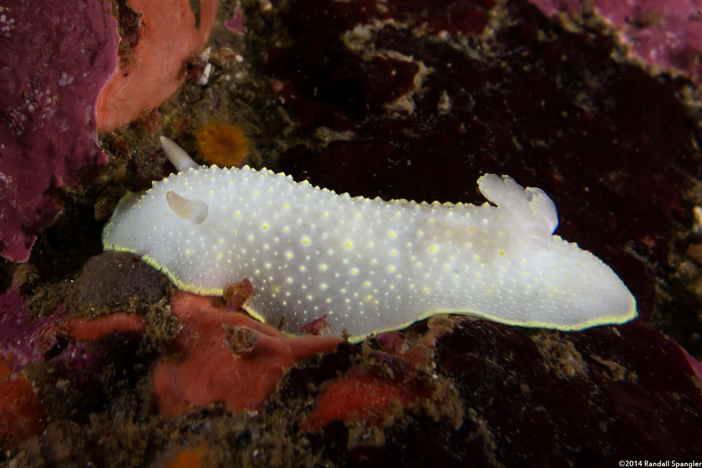 Cadlina luteomarginata (Yellow Margin Cadlina)