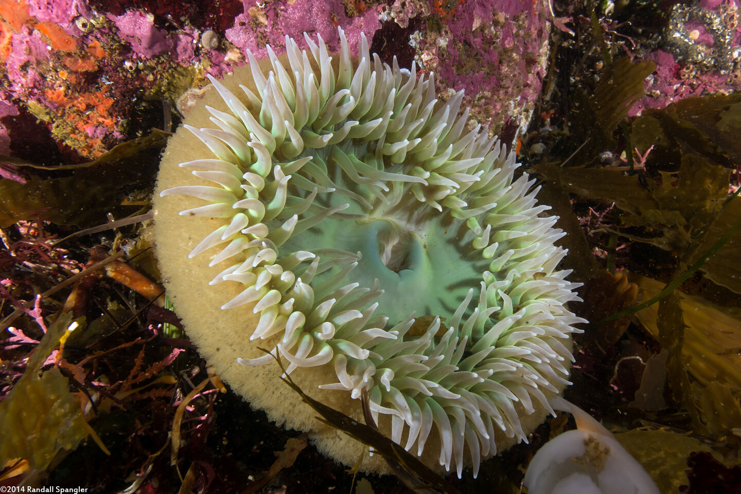 Anthopleura xanthogrammica (Giant Green Anemone)
