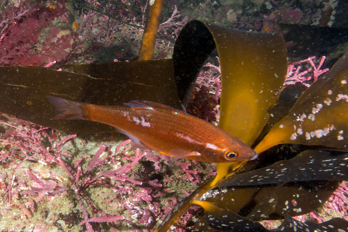 Brachyistius frenatus (Kelp Perch)