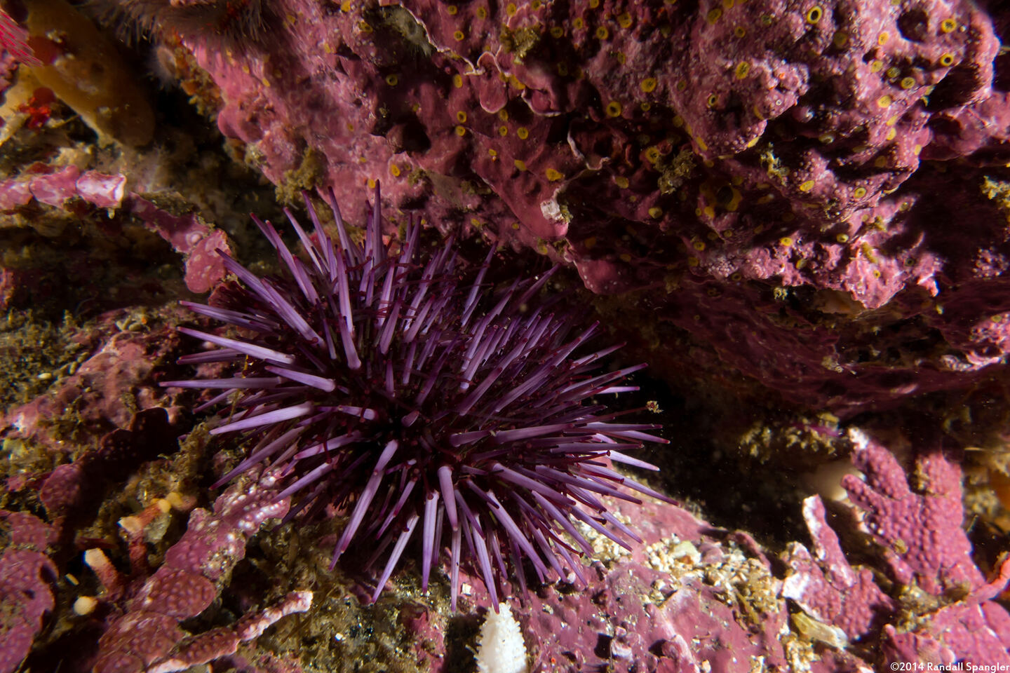 Strongylocentrotus purpuratus (Purple Sea Urchin)