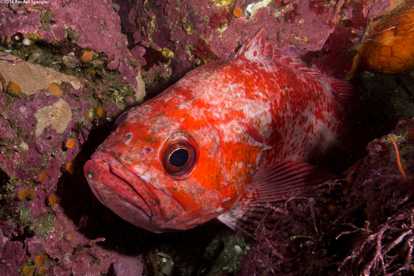 Sebastes miniatus (Vermilion Rockfish)