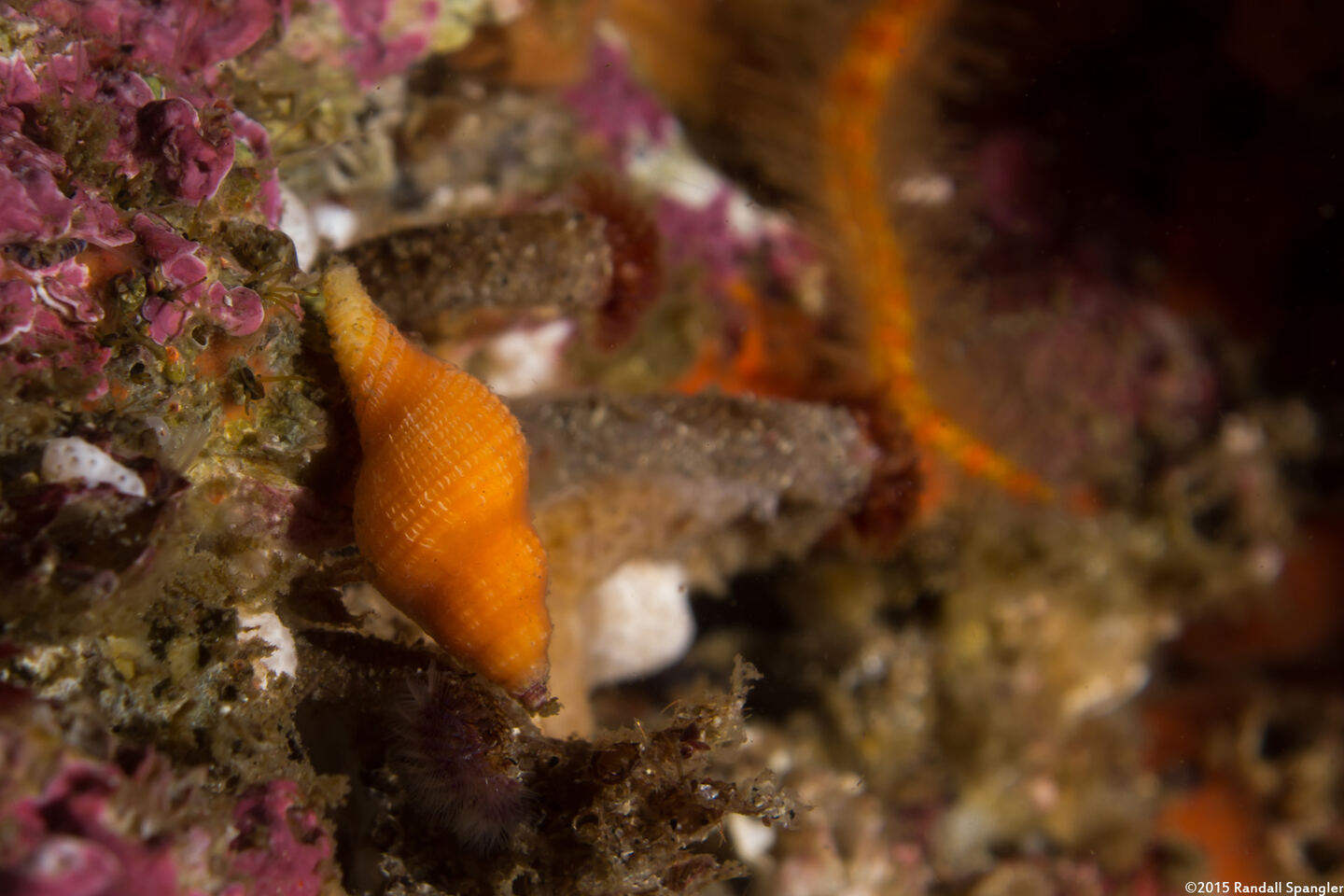 Paciocinebrina lurida (Lurid Rocksnail)