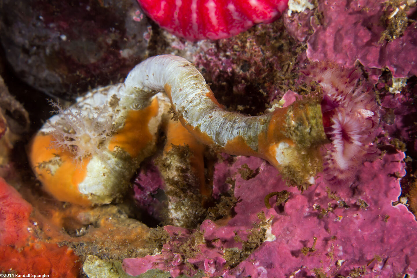 Serpula columbiana (Serpulid Worm)