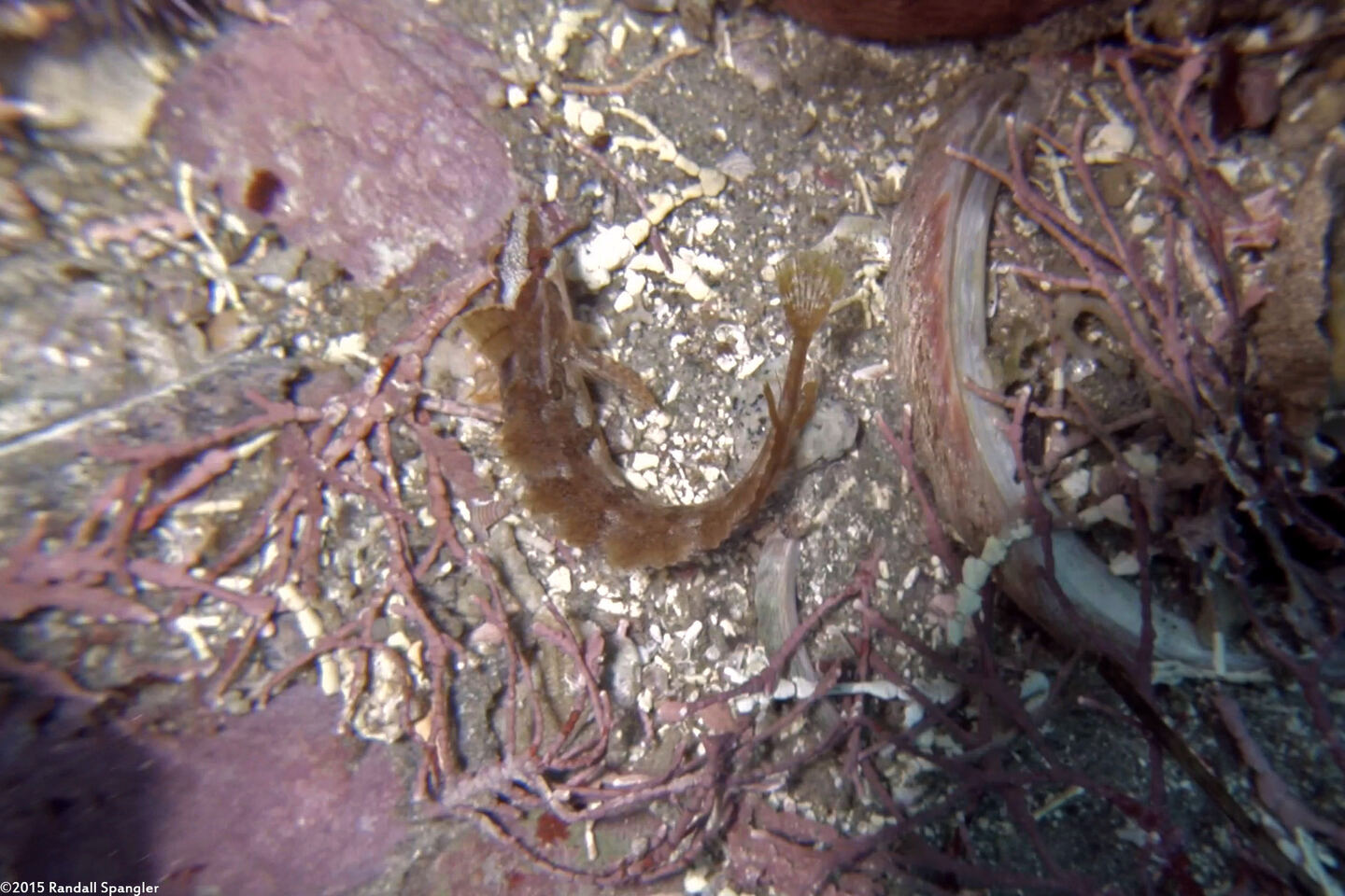 Gibbonsia metzi (Striped Kelpfish)