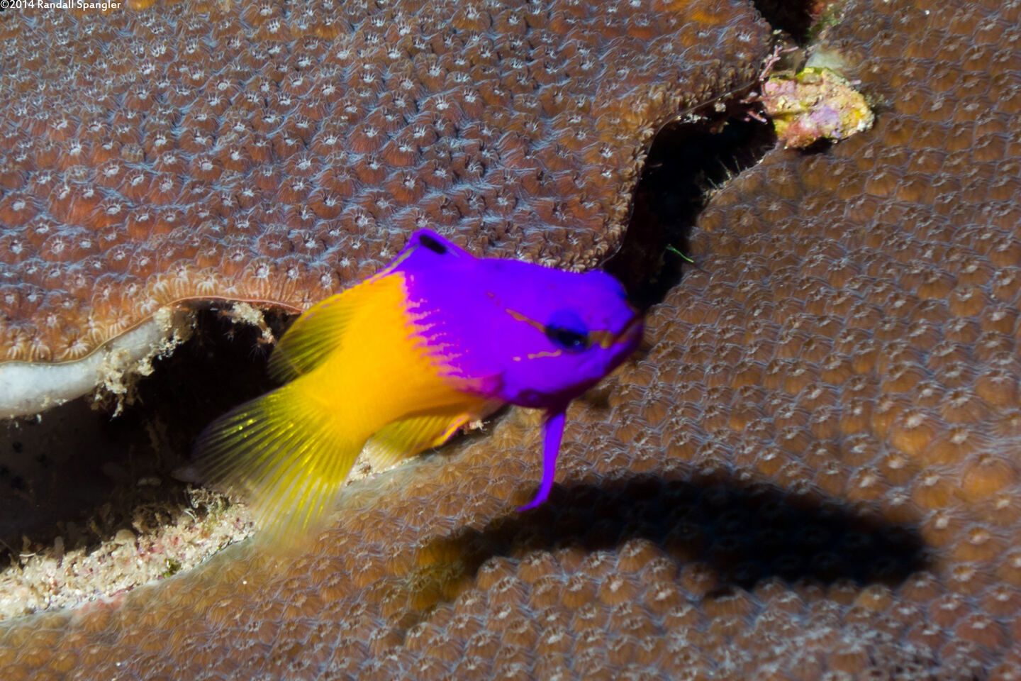 Gramma loreto (Fairy Basslet)