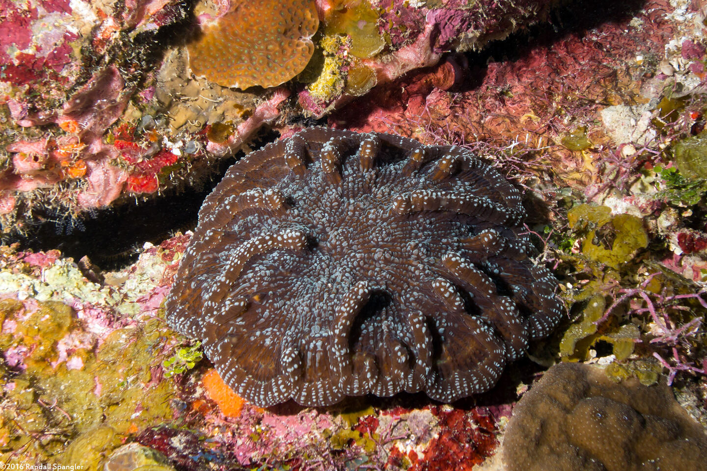 Mycetophyllia aliciae (Knobby Cactus Coral)
