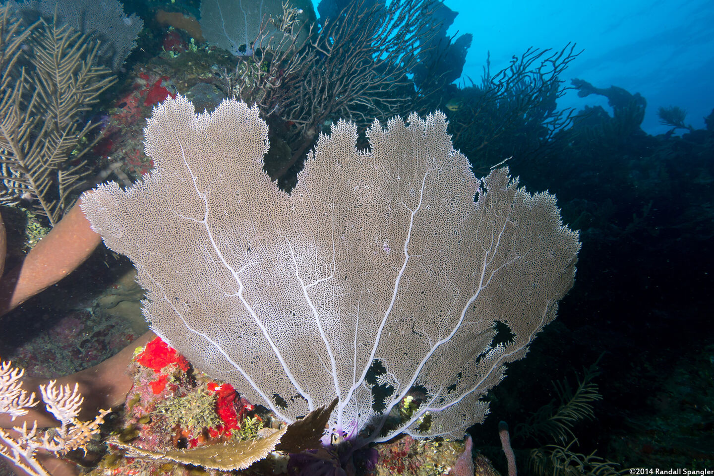 Gorgonia ventalina (Common Sea Fan)