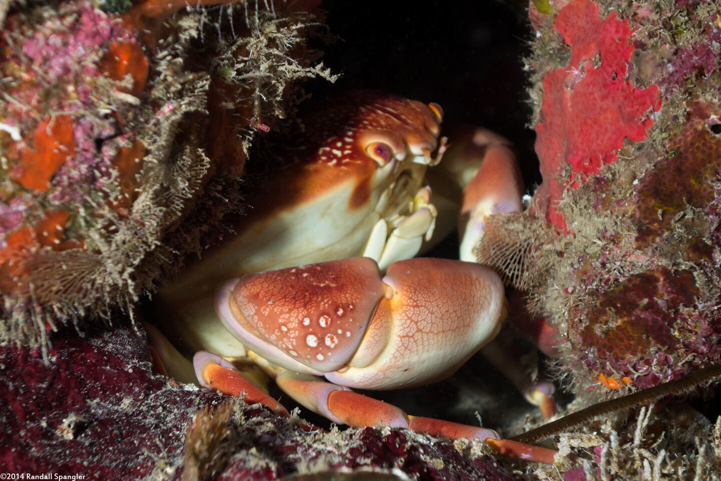 Carpilius corallinus (Batwing Coral Crab)