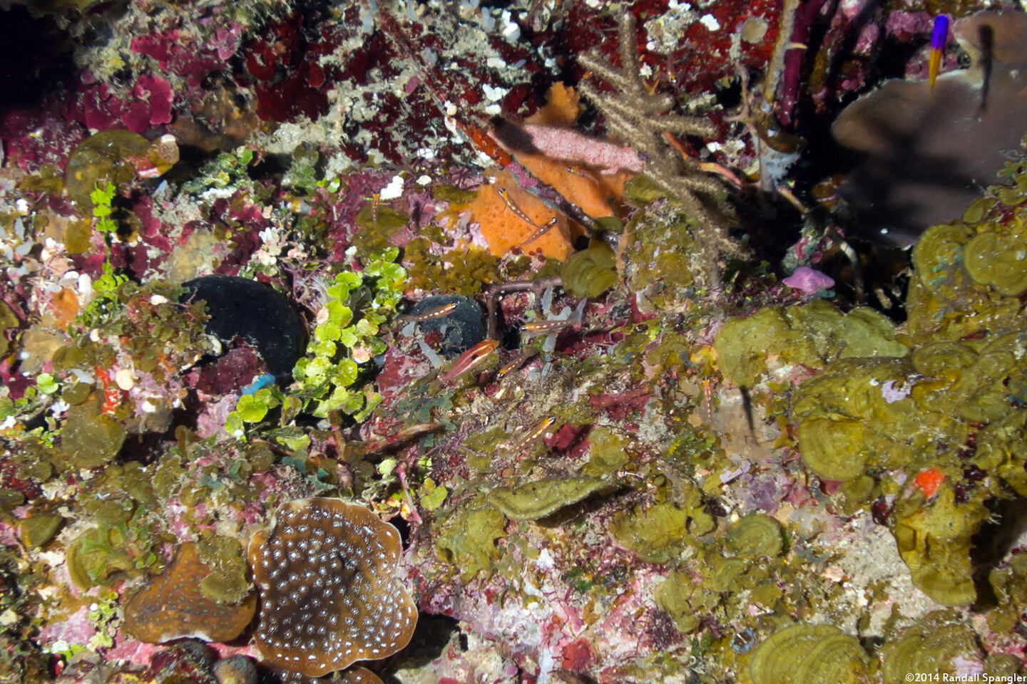 Coryphopterus hyalinus (Glass Goby)