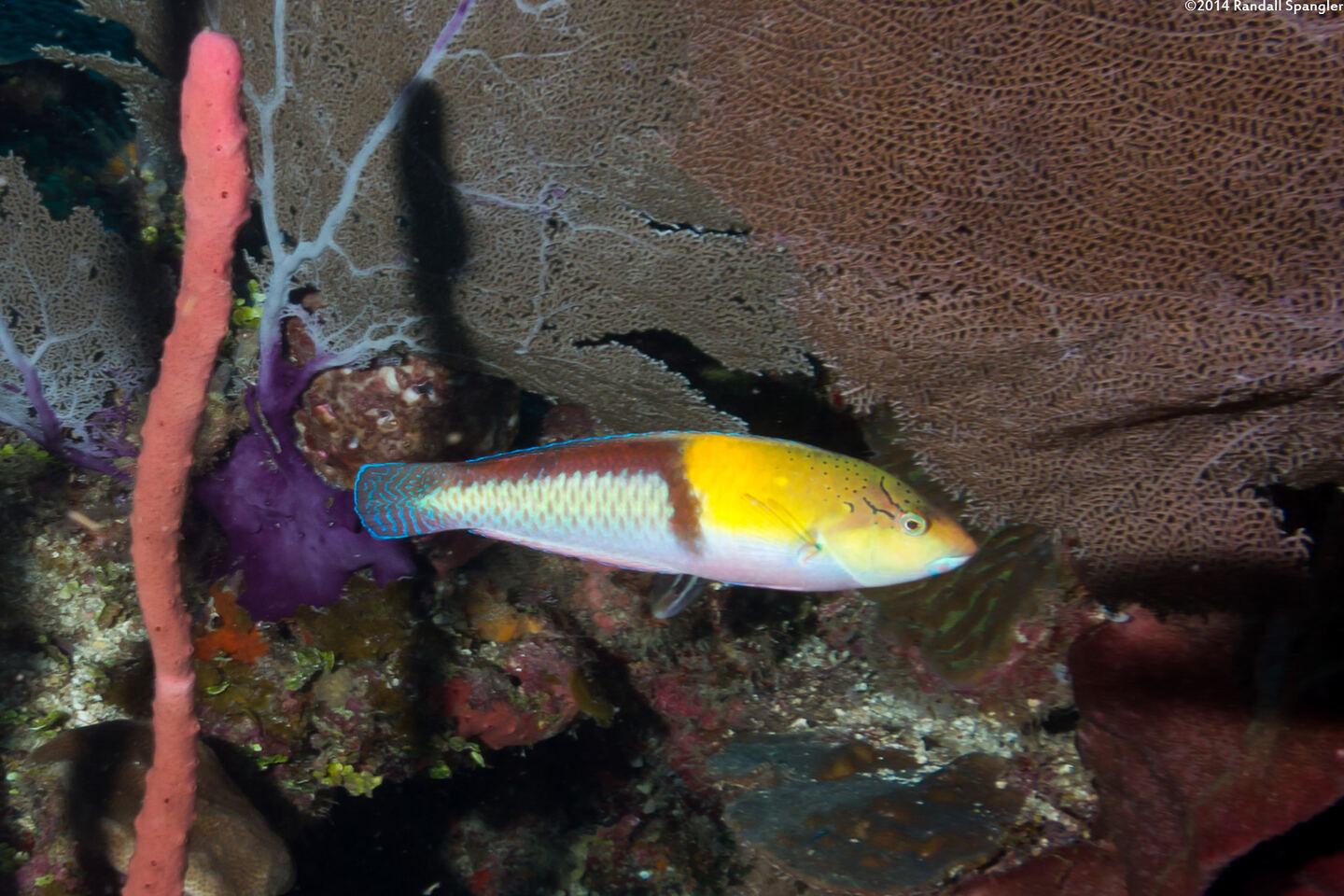 Halichoeres garnoti (Yellowhead Wrasse)