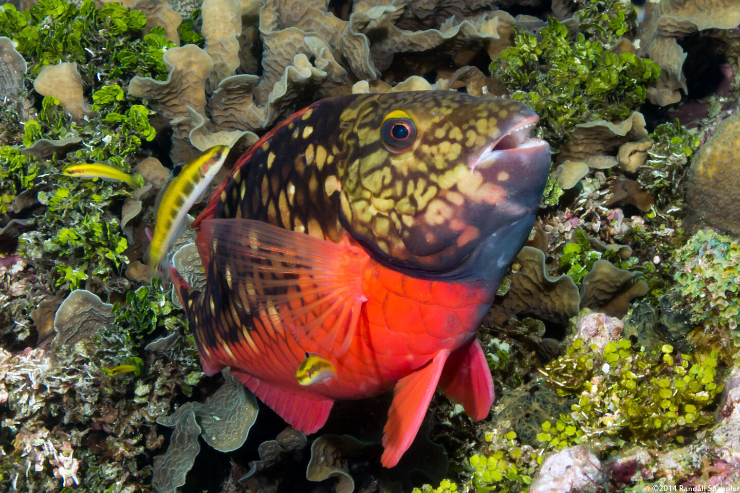 Sparisoma viride (Stoplight Parrotfish)